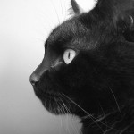 https://commons.wikimedia.org/wiki/File:Black_Cat_-_Tim.jpg