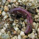 https://upload.wikimedia.org/wikipedia/commons/8/8d/Earthworm_Mi%C3%B1oca_060106GFDL.jpg