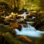 https://www.publicdomainpictures.net/view-image.php?image=18975&picture=mountain-stream-in-forest