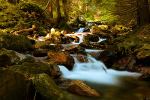 https://www.publicdomainpictures.net/view-image.php?image=18975&picture=mountain-stream-in-forest