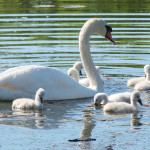 https://www.publicdomainpictures.net/view-image.php?image=22078&picture=swan-with-cygnets