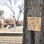 A drawn "lost cat" sign posted on a tree.