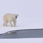 Polar bear on piece of Arctic ice