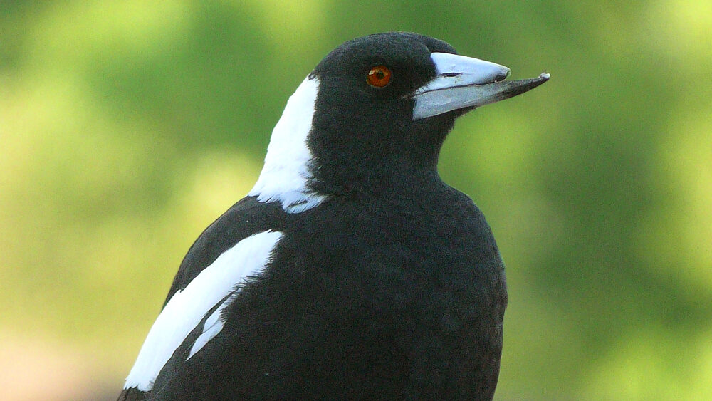 Black and white magpie with a broken beak