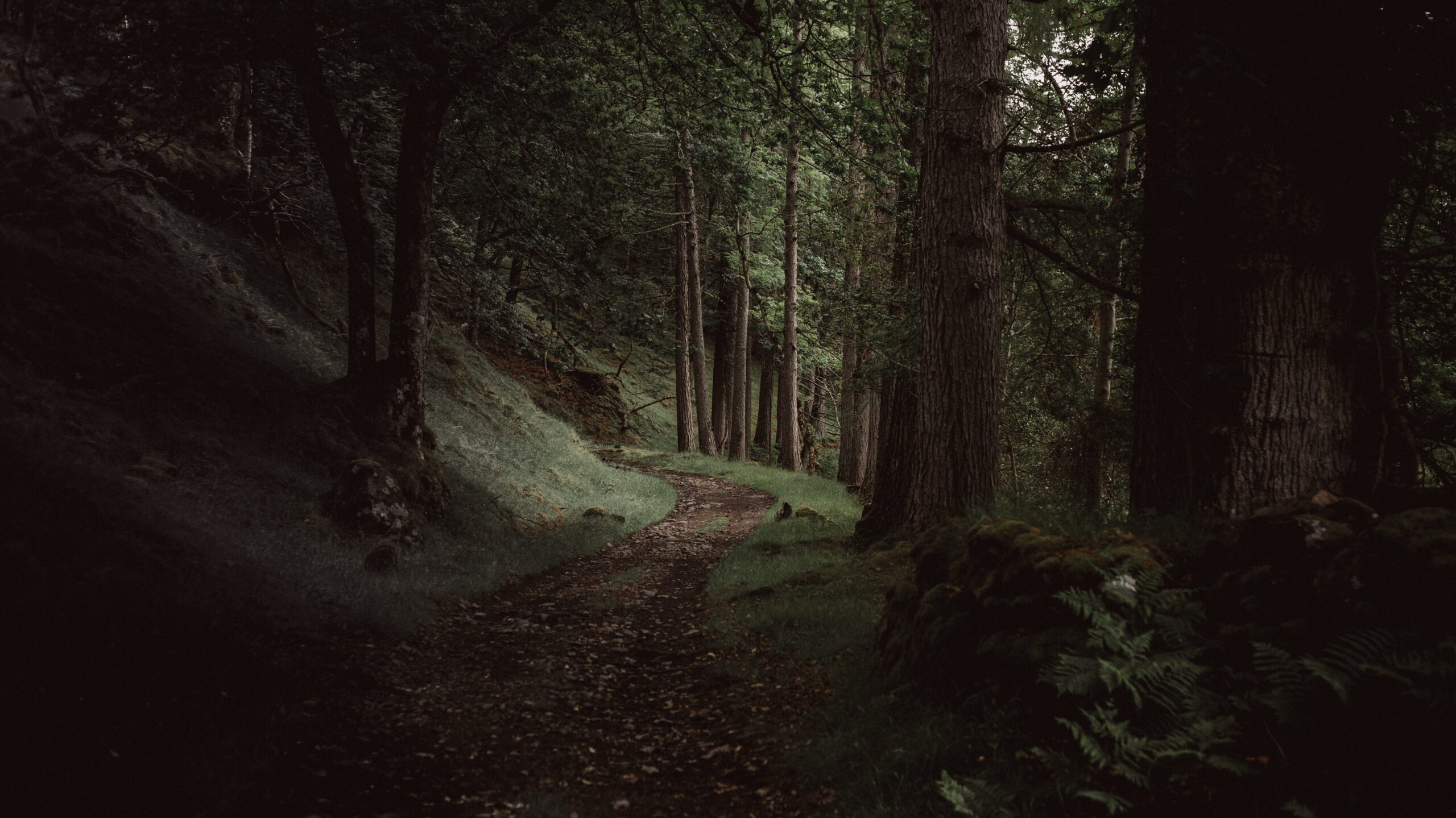 A path through a dark forest