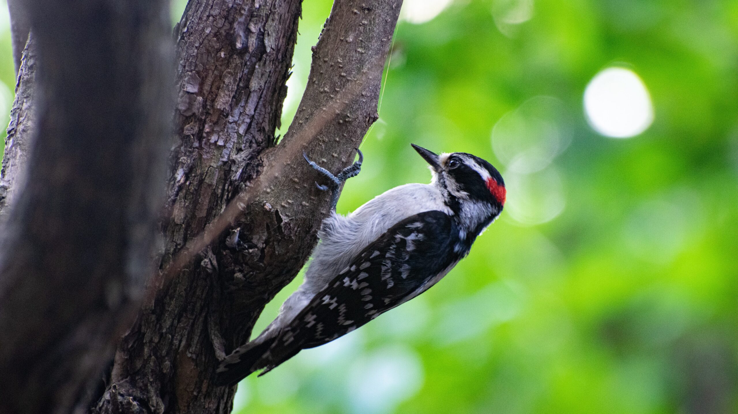 A woodpecker on a tree branch