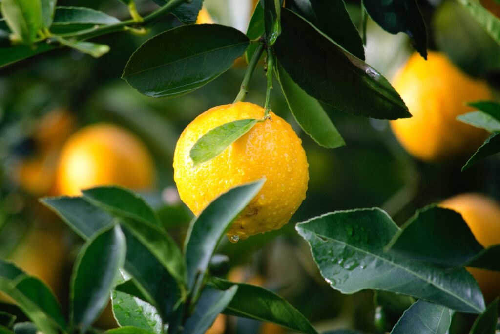 A lemon hanging from a lemon tree
