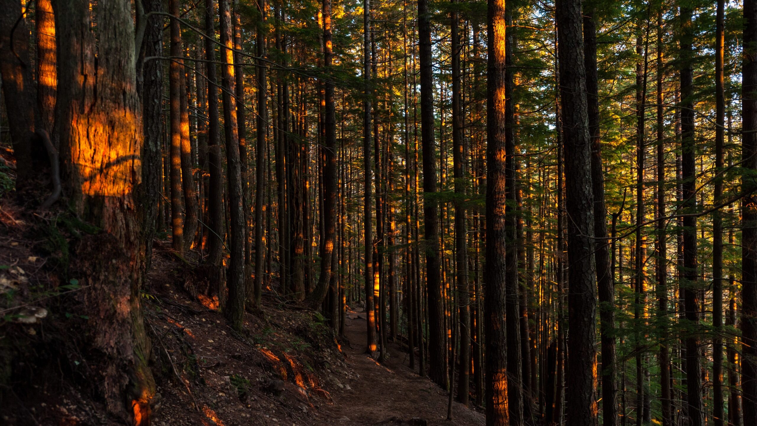 Forest path at sunset