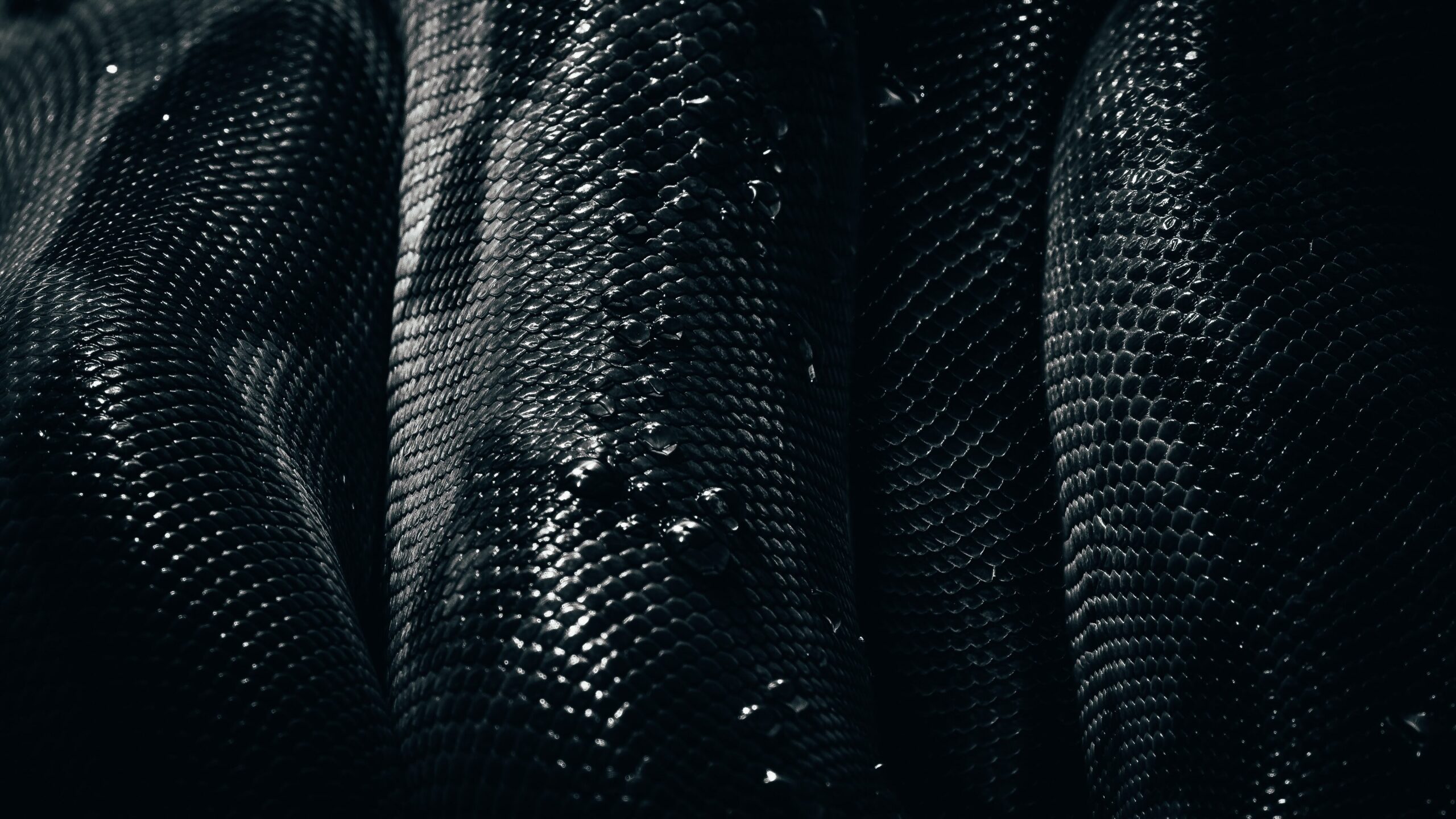 Close-up of a black snake