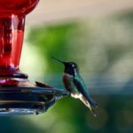 Hummingbird on a hummingbird feeder