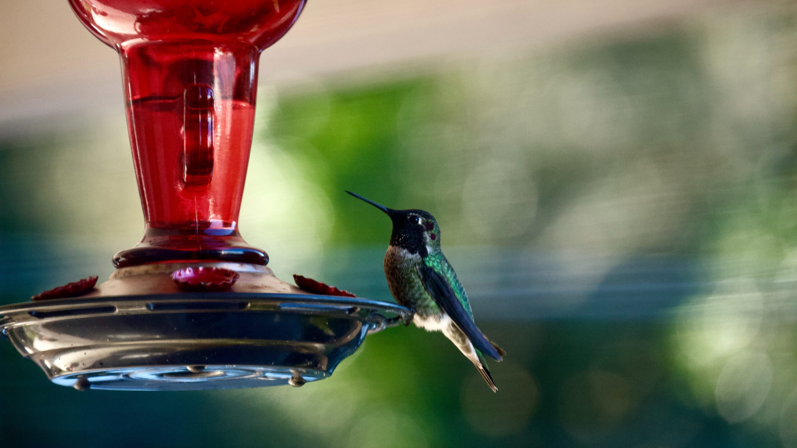 Hummingbird on a hummingbird feeder