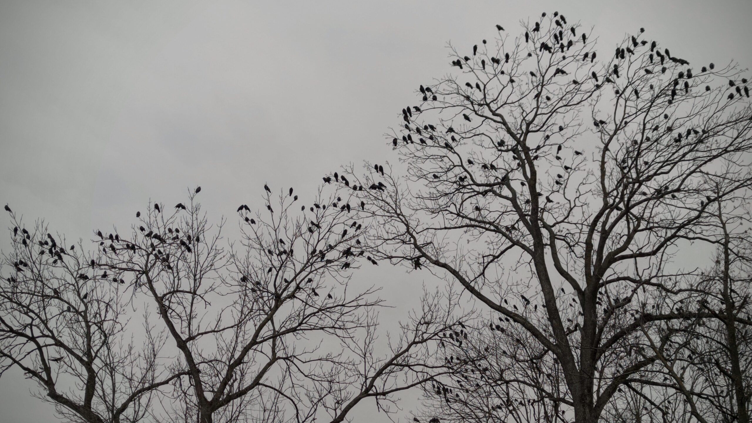 Birds perching in leafless trees