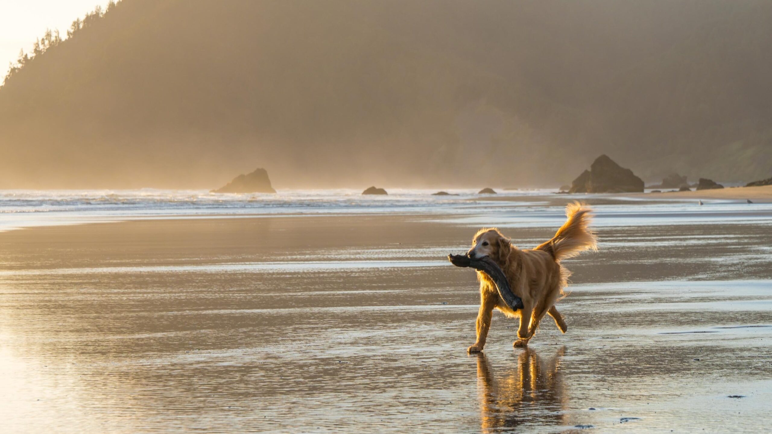 Dog carrying driftwood on a beach