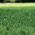 Close-up shot of green grass