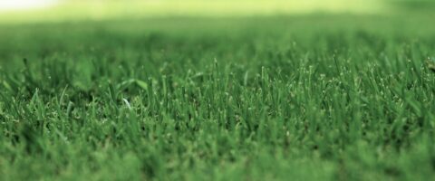 Close-up shot of green grass
