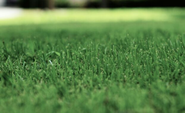 Close-up shot of green grass