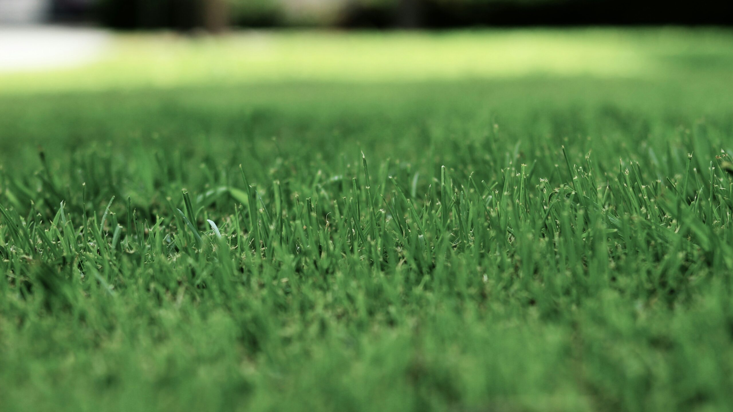 Close-up shot of green grass