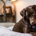 Dog laying on a bed