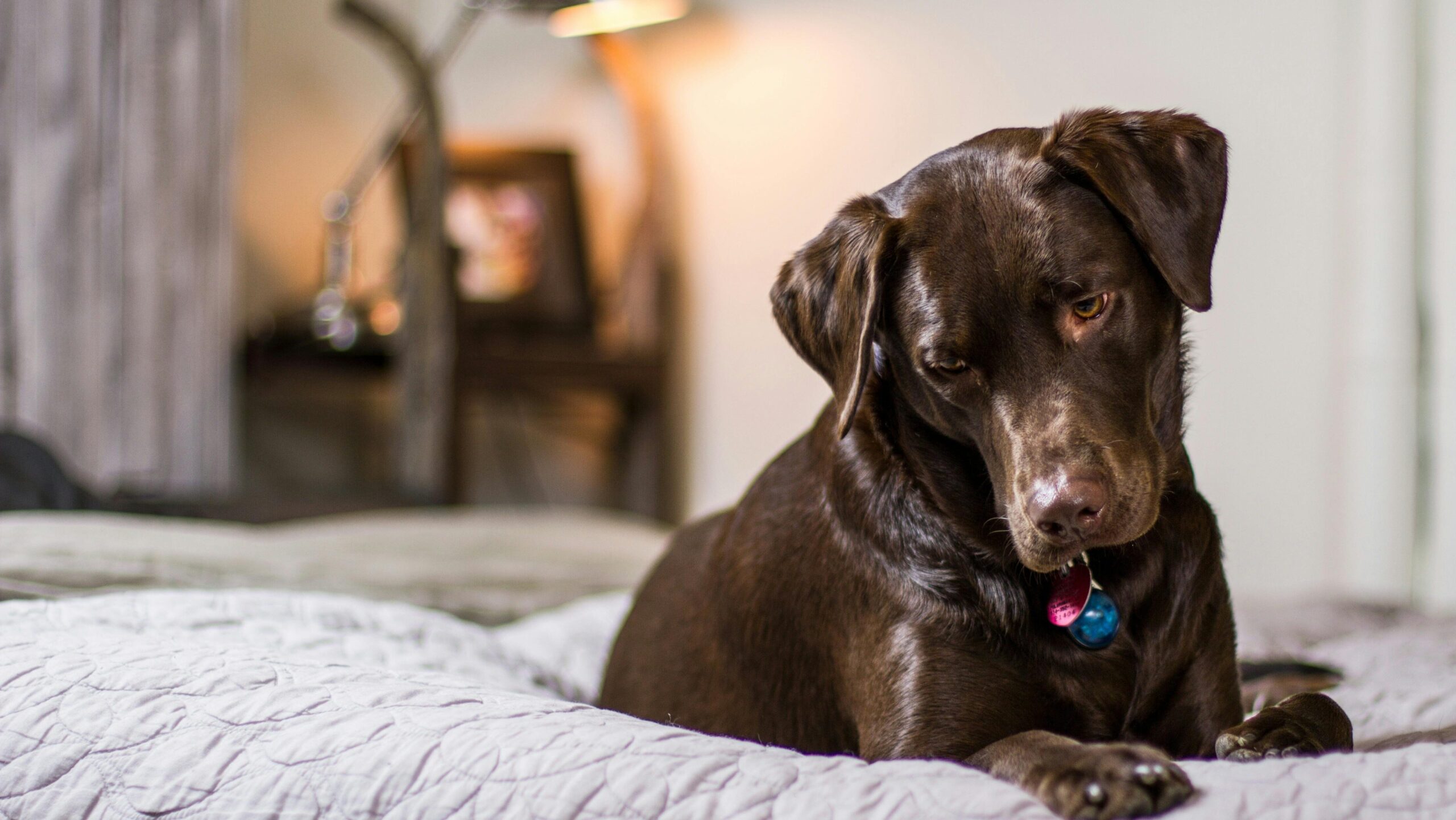 Dog laying on a bed