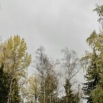 Trees under a gray sky