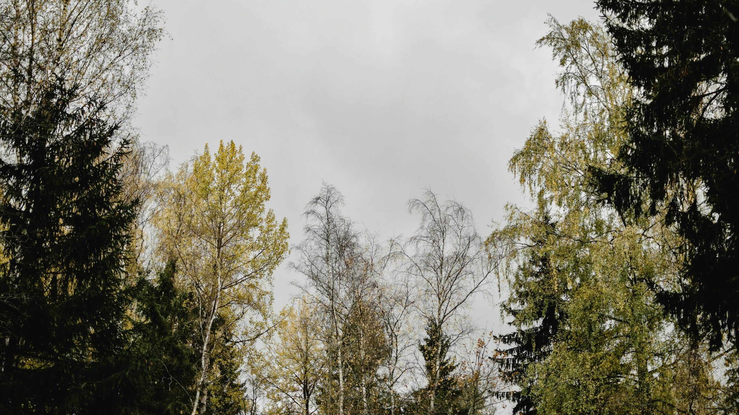 Trees under a gray sky