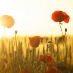 Field of poppies