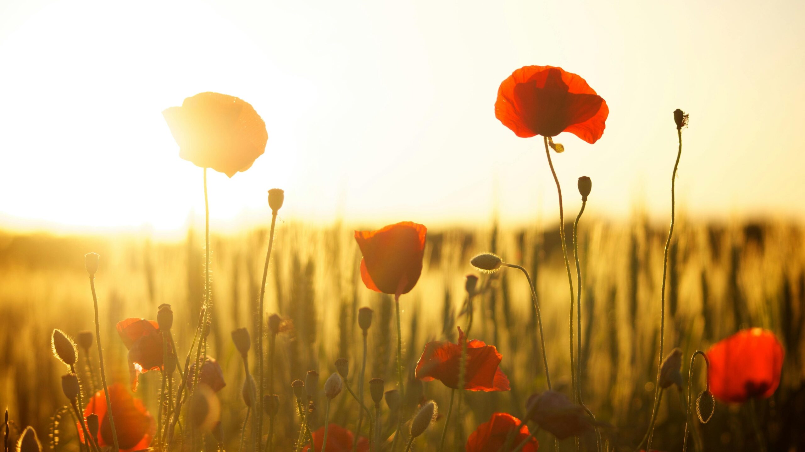 Field of poppies