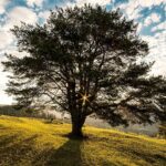 Tree in a field