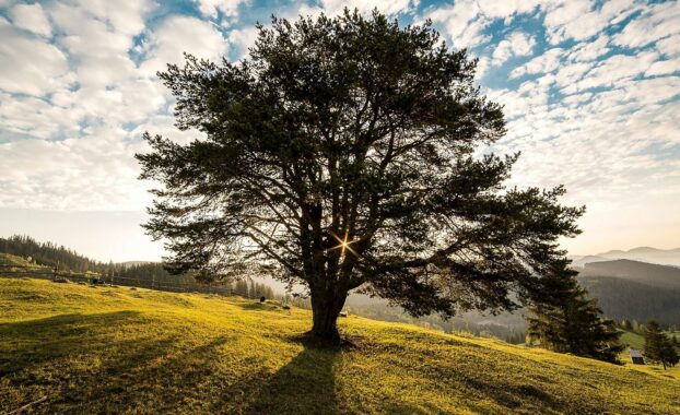 Tree in a field