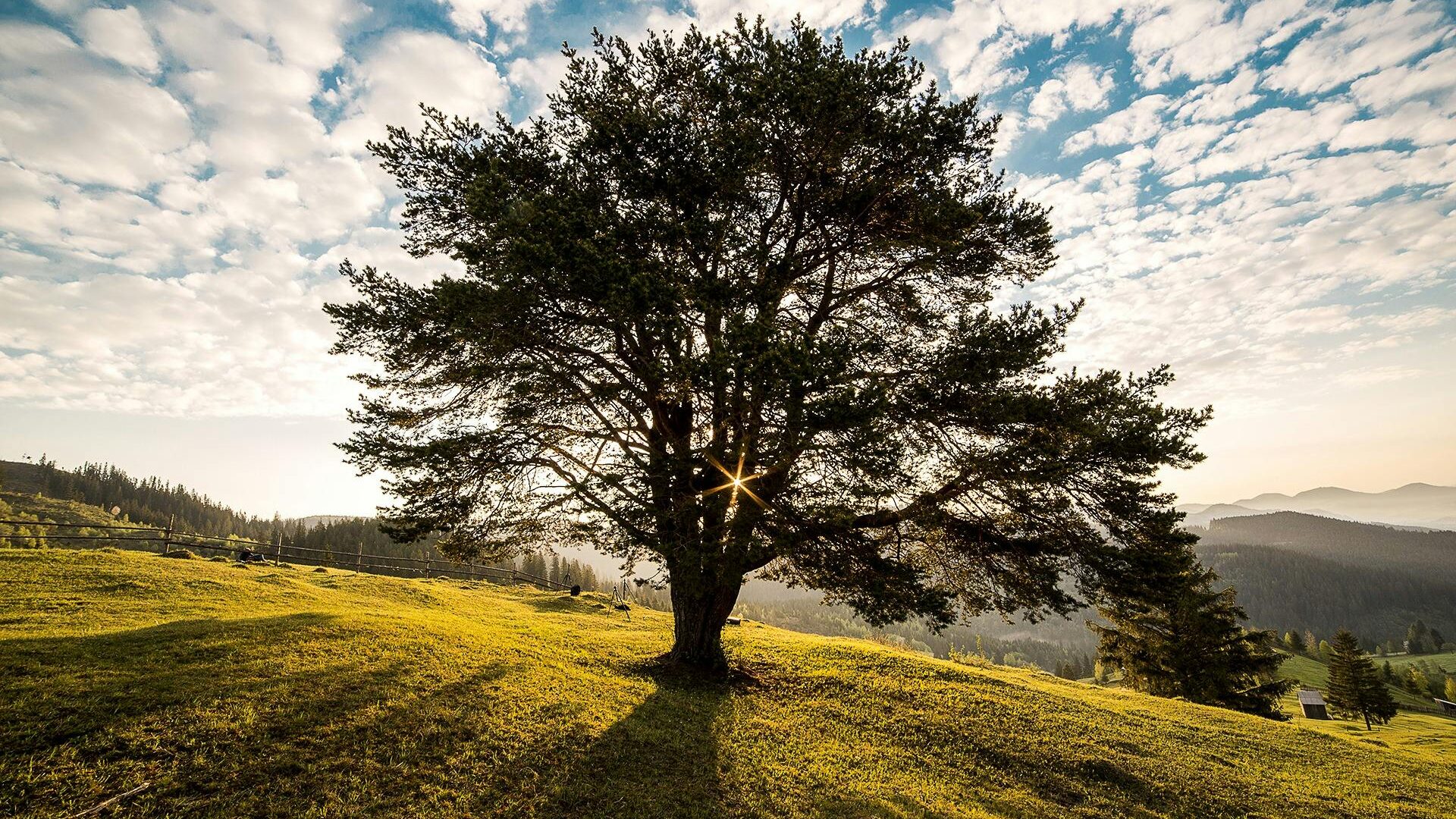 Tree in a field