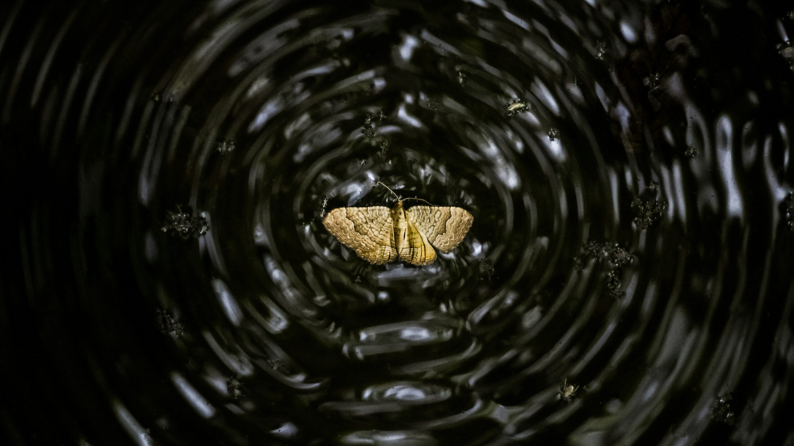 A butterfly in water, with ripples spreading from its wings.