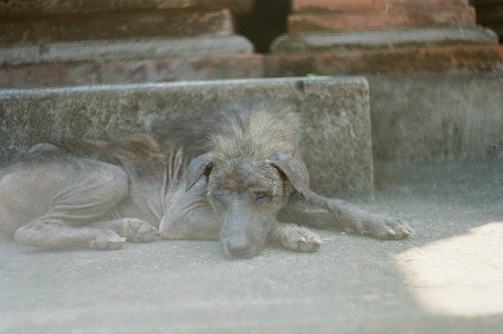 Old sleeping dog. 

