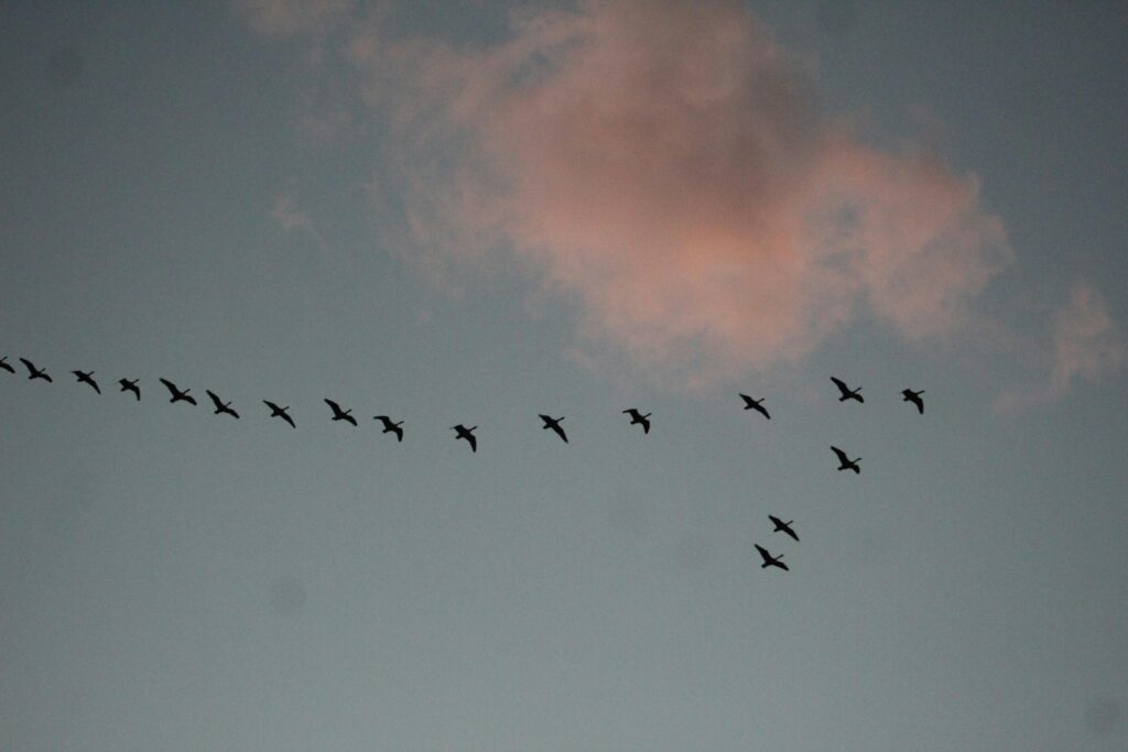 Geese in V formation