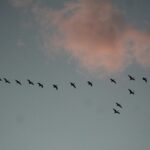 Geese in V formation