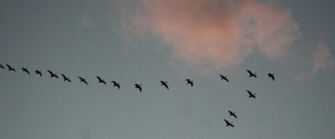 Geese in V formation