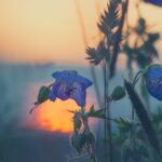 Blue flowers in the foreground, with a setting sun reflecting off water behind.