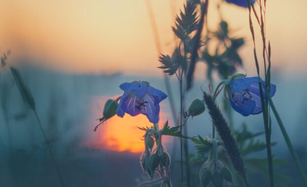 Blue flowers in the foreground, with a setting sun reflecting off water behind.