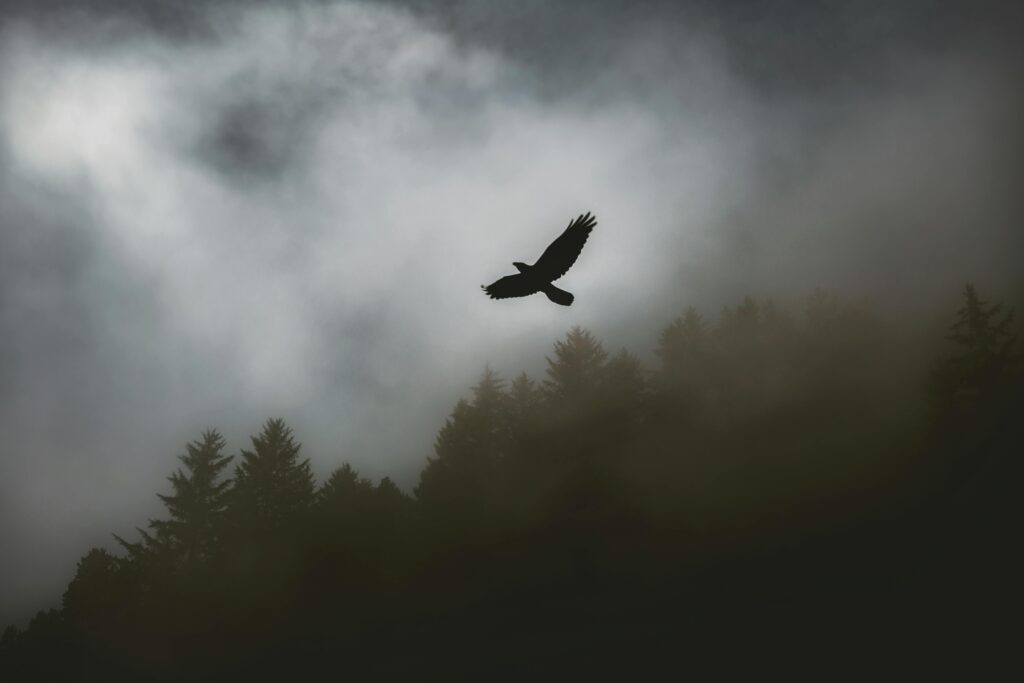 A shadow of a hawk flying through the sky