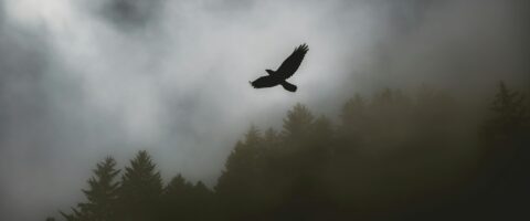 Photo by Tim Mossholder