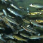 Image by Bernard DUPONT