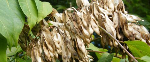 Image by WikimediaImages from Pixabay