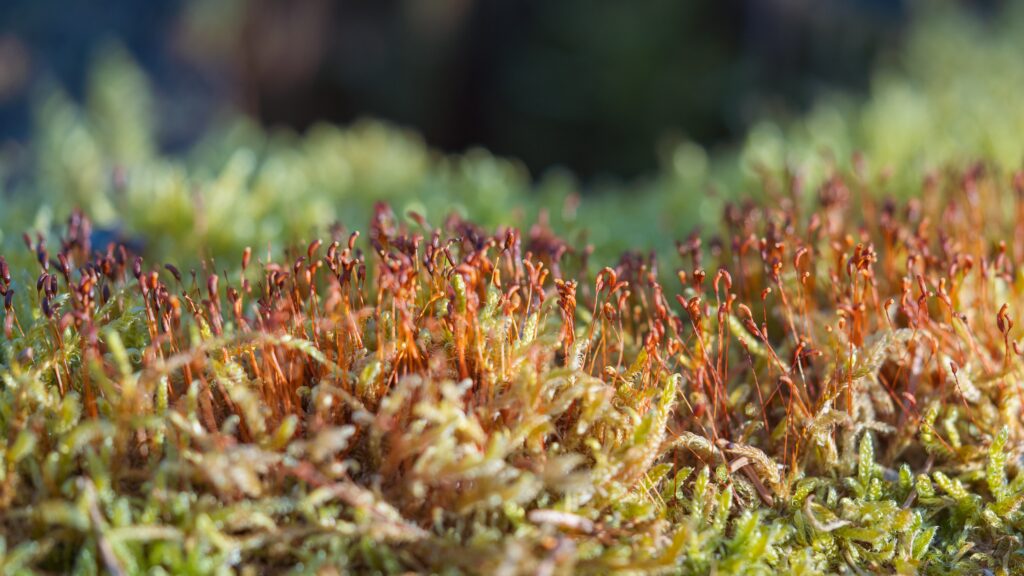 spores from moss