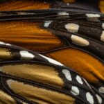 Photo by Ignacio Vazquez: https://www.pexels.com/photo/close-up-of-monarch-butterfly-wing-patterns-30444137/