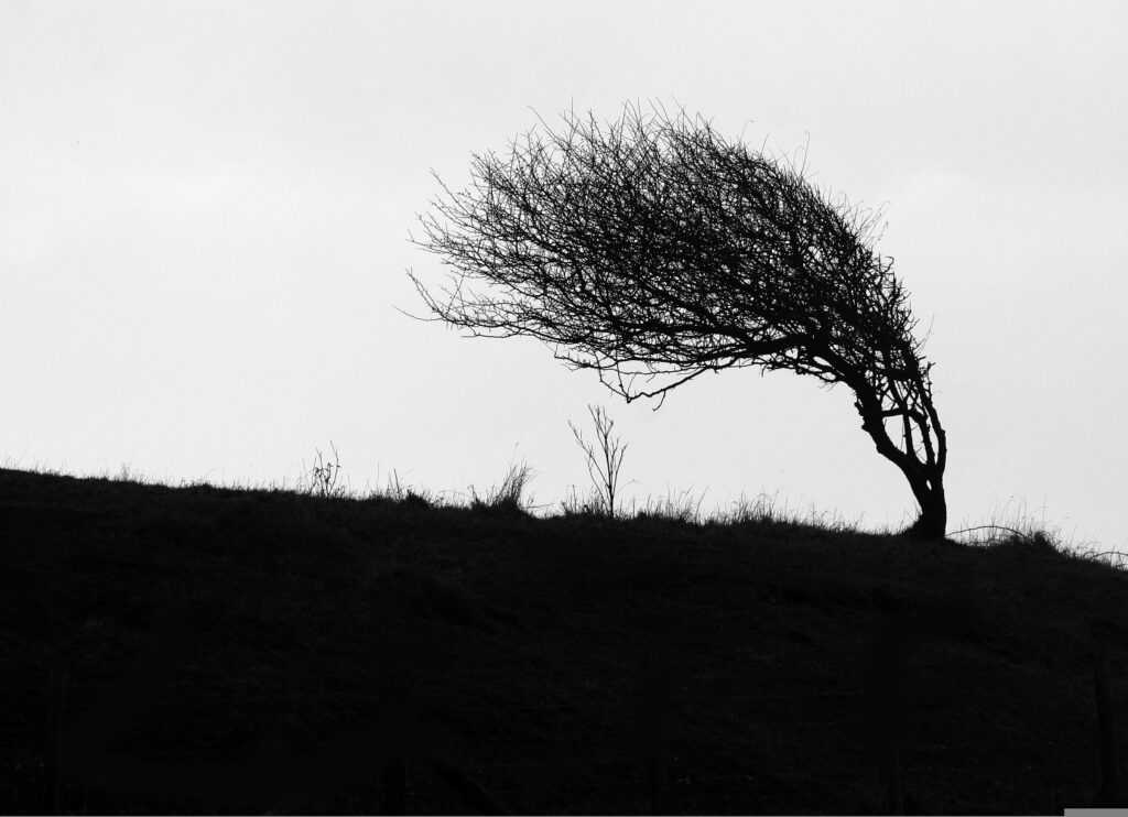 a tree blowing in the wind