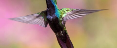 Image by Pexels from Pixabay