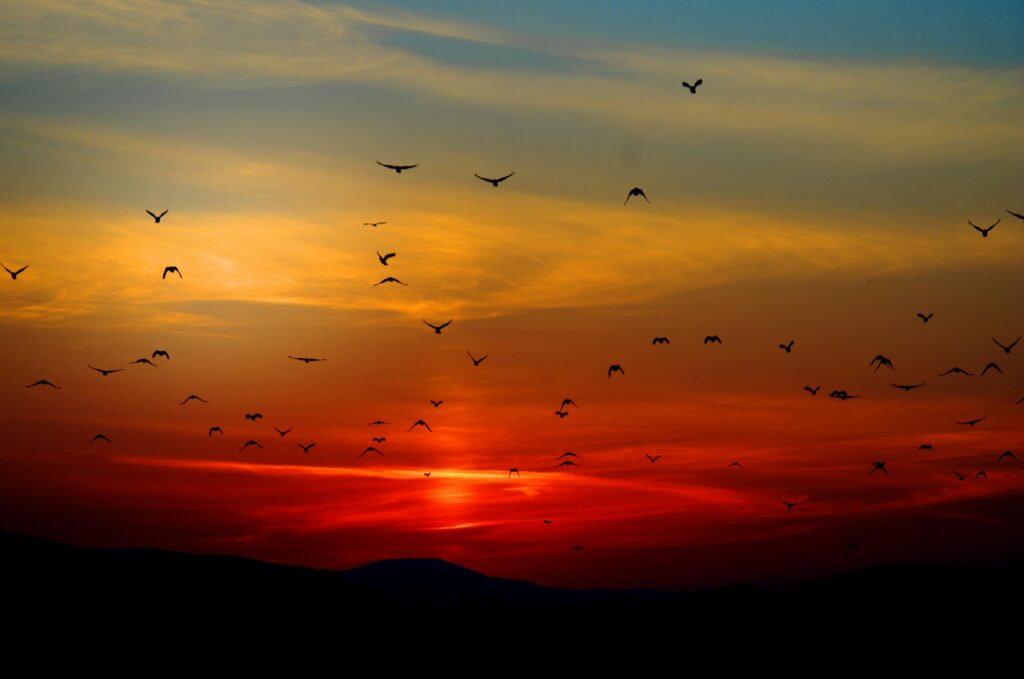 Silhouettes of birds against a blazing sunset.