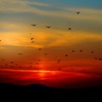 A rich sunset with birds flying Image by Pexels