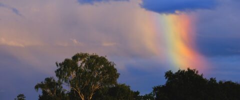 Rainbow over a treeline Image by Hans from Pixabay