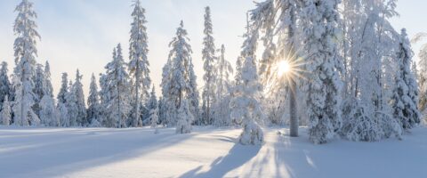 Image by Sanna from Pixabay