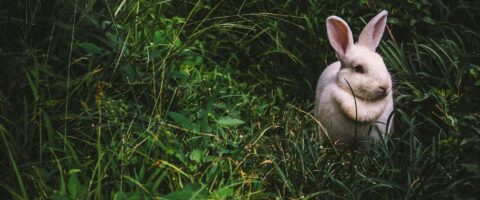 Image by Pexels from Pixabay